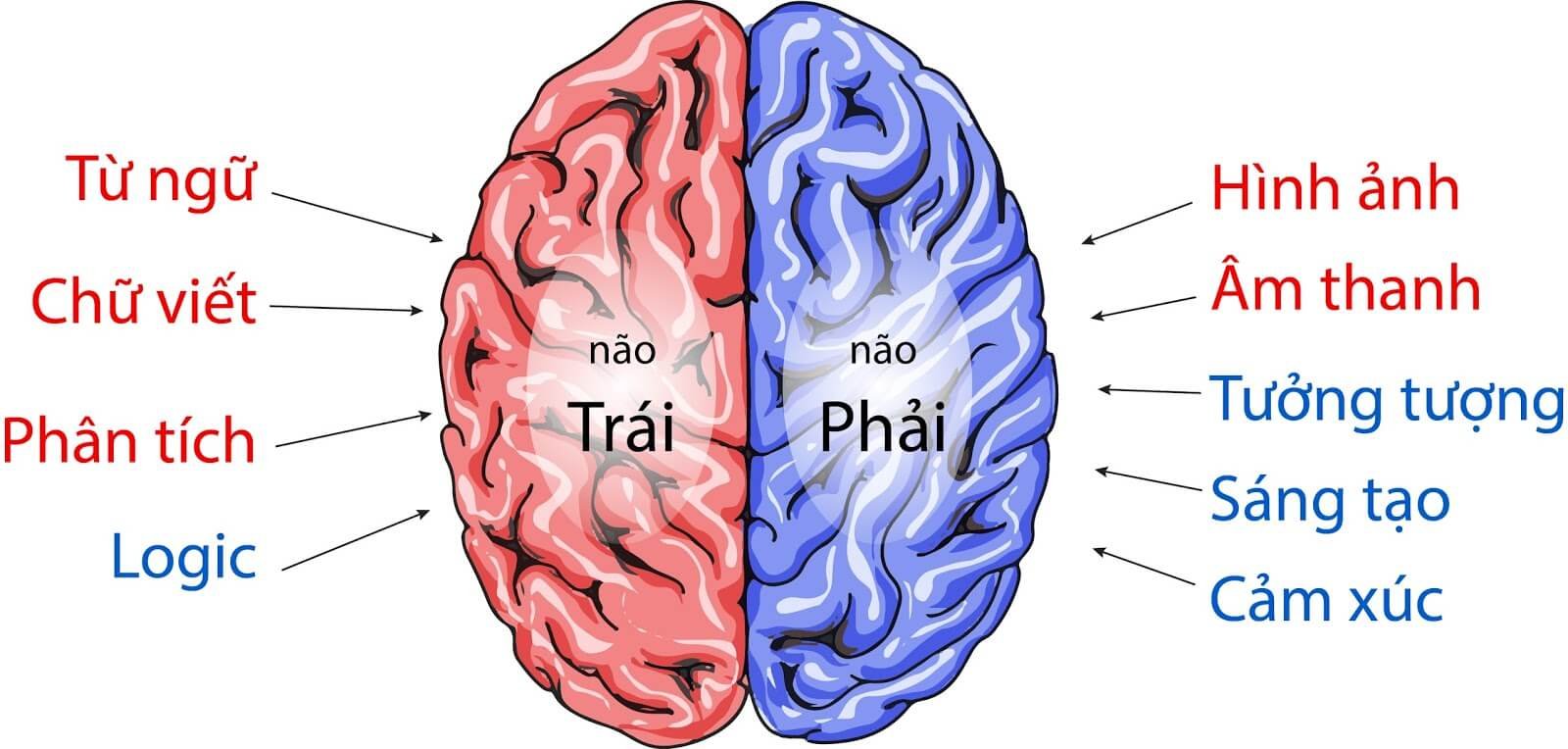 Hình minh họa não trái và não phải với các chức năng như ngôn ngữ, hình ảnh, phân tích, sáng tạo.