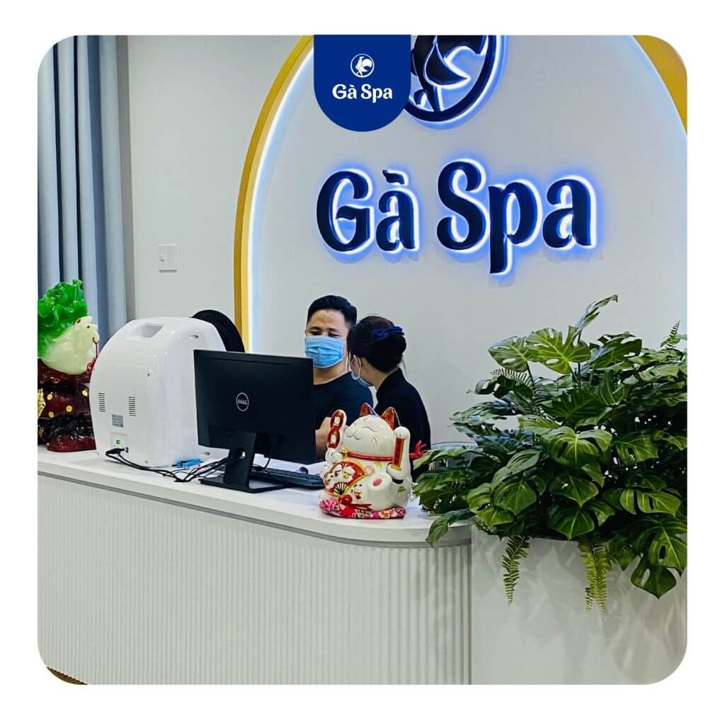 Nhân viên Gà Spa đón khách tại quầy lễ tân, trang trí tượng mèo may mắn và cây xanh.