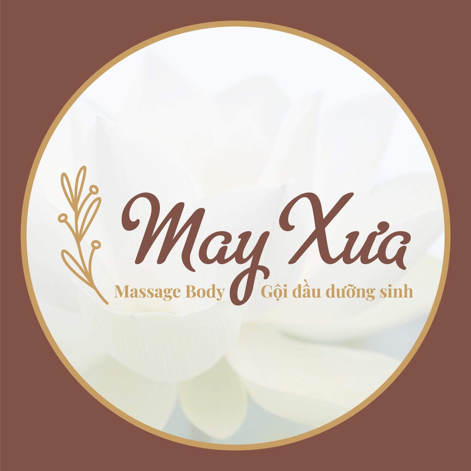 Logo May Xưa, Massage Body và Gội đầu dưỡng sinh trên nền hoa trắng, viền nâu.