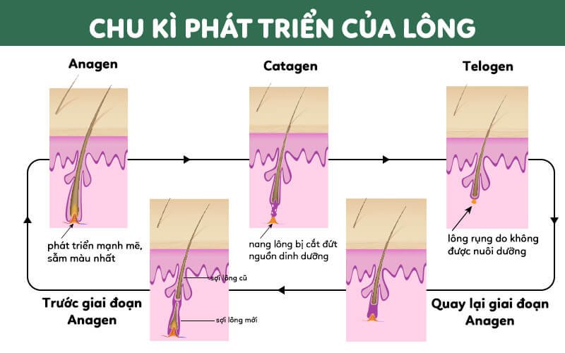 Hình ảnh minh họa chu kỳ phát triển của lông với các giai đoạn anagen, catagen, telogen và mô tả chi tiết.