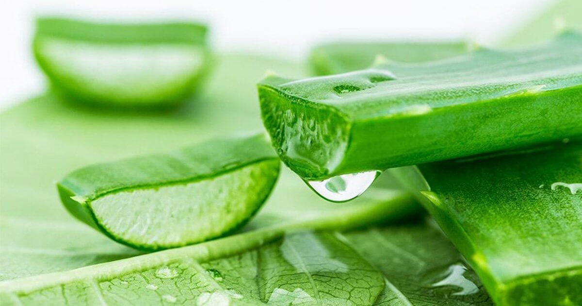 Cận cảnh lát nha đam tươi với gel trong suốt nhỏ giọt trên bề mặt lá xanh.