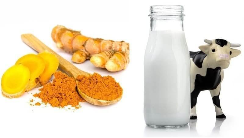 Nghệ tươi và bột nghệ bên cạnh chai sữa, có mô hình con bò bên cạnh.