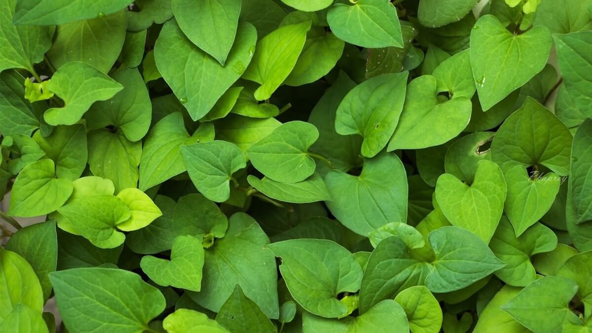 Lá cây màu xanh tươi, hình dạng giống hình tim, xếp chồng lên nhau tạo thành một thảm thực vật dày đặc.