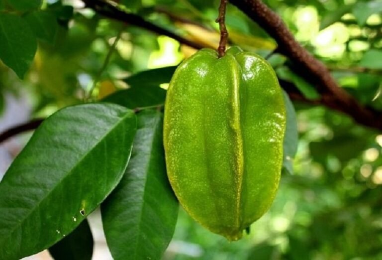 Khế Bao Nhiêu Calo? Tìm Hiểu Dinh Dưỡng Và Lợi Ích Sức Khỏe
