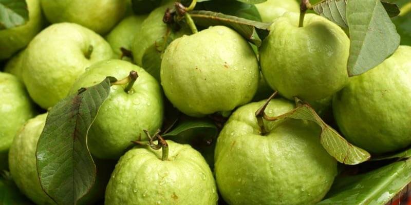 Những quả ổi xanh tươi với lá xanh bao quanh, tạo nên hình ảnh tươi mát và tự nhiên.