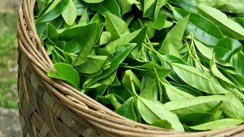 Giỏ tre chứa đầy lá xanh tươi, được sắp xếp gọn gàng và chi tiết.