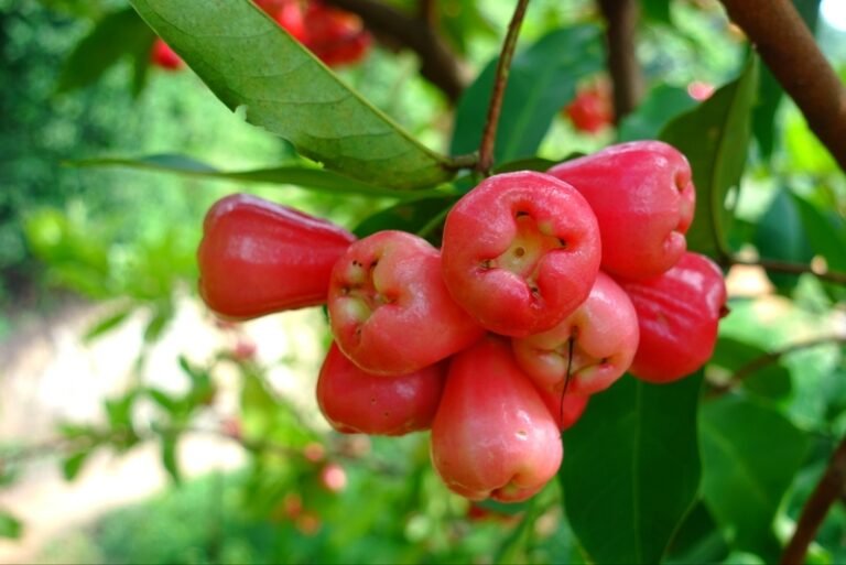 Quả roi bao nhiêu calo